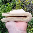 Hand laminated sourdough