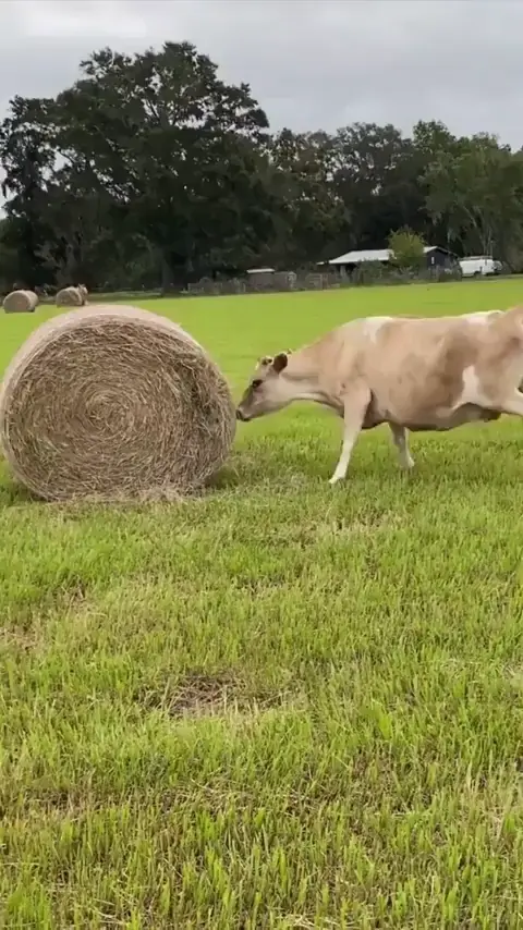 Happily playing with the new bale