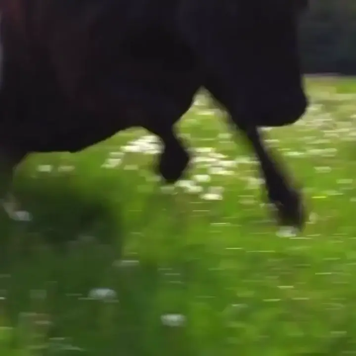 Happy boye