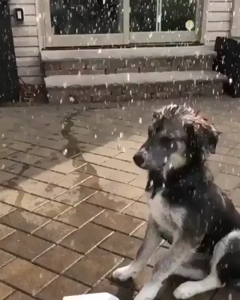 Happy buddy