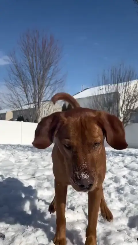 happy dog