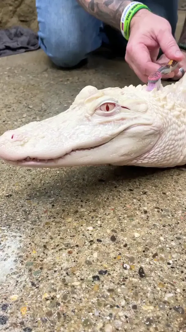 Happy shiny crocodile