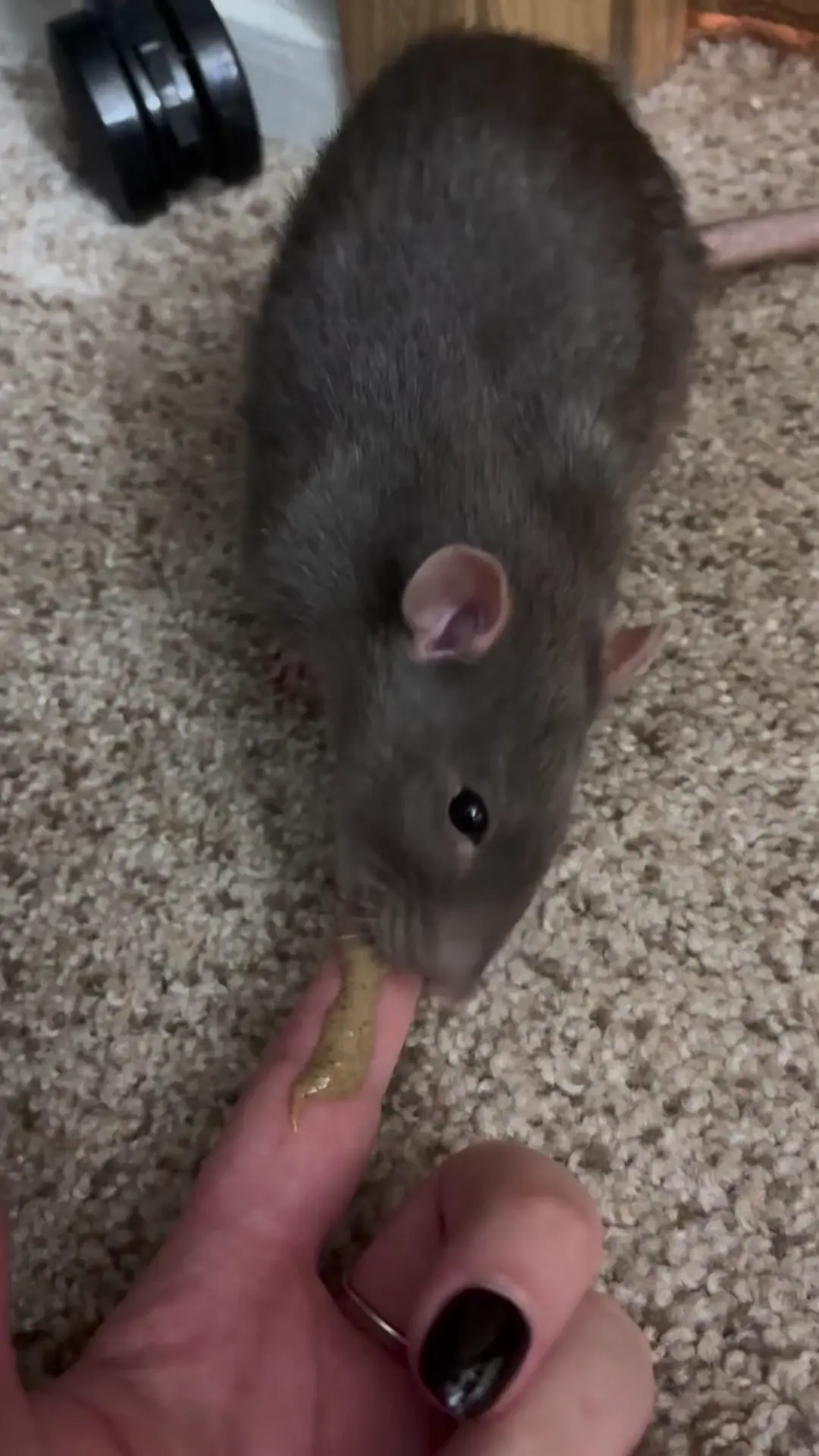 Happy story that may help you in your own rat care! 