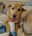 Happy to blur! 🥰 My Lab girl is so happy as she sees her mum. Yeah! I'm her mom!