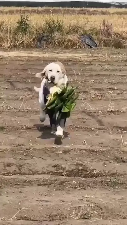 hardworking dog