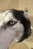 Has anyone else dealt with Horners syndrome with their husky? 
