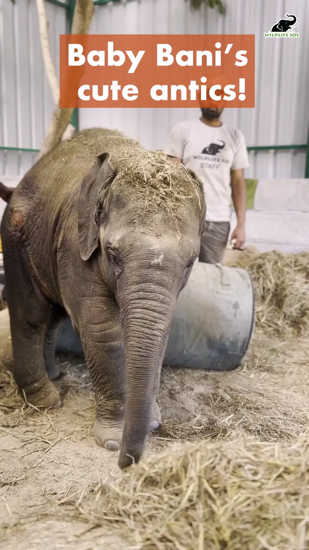 Have you ever seen a baby elephant tantrum? - Bani was hit by a speeding train in India. She's at our elephant hospital now, receiving intensive care. She's got a long recovery ahead, but her sassy personality is starting to shine!