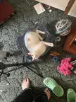 Haven’t seen any beyblade stadium traps on here 
