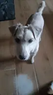 He knows he's going out for a walk 