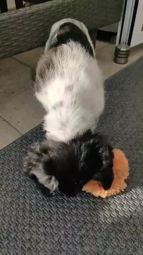 He likes the squeaks