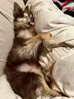 He lost some teeth at his last dental… apparently they were the ones that kept his tongue inside when he slept. 