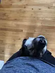 He thinks he’s cute! 