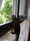 He was nothing but a window licker