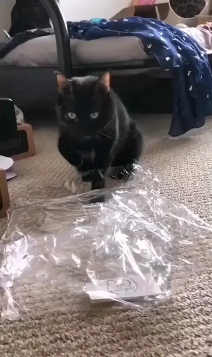 Hello plastic bag