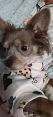 Help please my 14 month female chi just has no interest in food,I've try every wet,dry moist ,chicken rice, she has no interest, almost like she scared on the 3rd day she will eat chewed up cheese string and flapjack and a few lick of water,she's energetic with no signs of pain😥have I spoilt her?