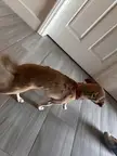 Help! She will see a vet later today 