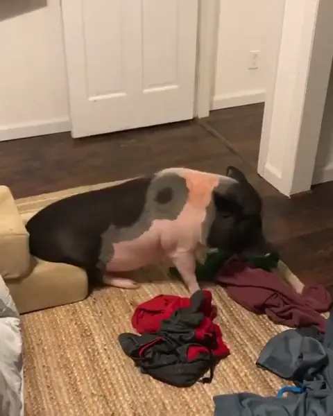 Helping with the laundry