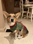 Henry’s Christmas Sweater