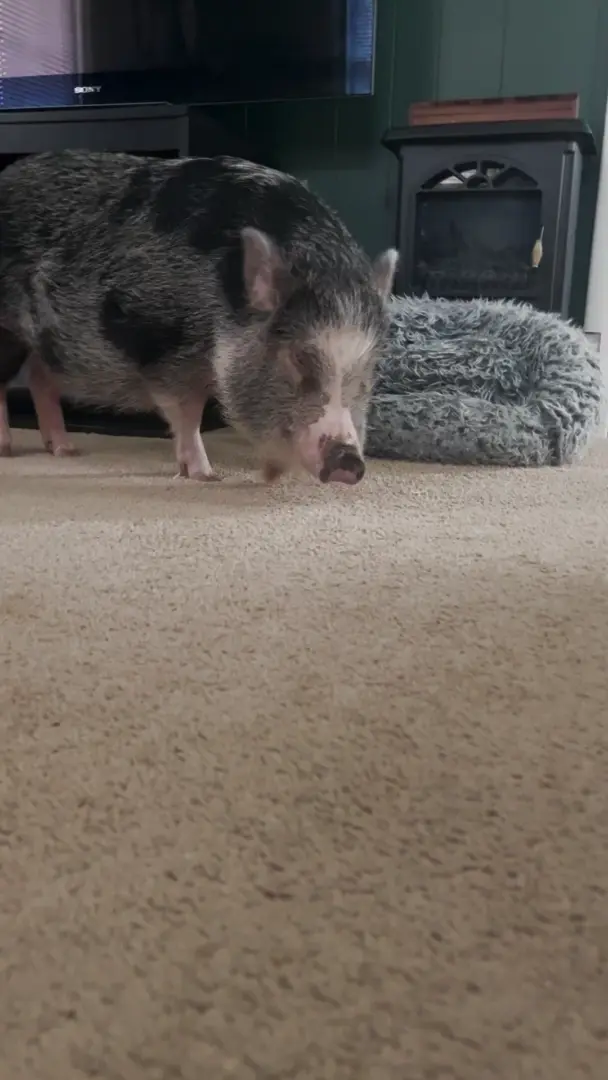 Here, Claire is featured saying hello and asking for scritches