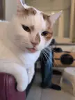 He's so sweet😻 blep