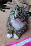 hi there! Meet Tita, she is blind but leads a completely normal life 😸💕