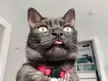 High quality blep