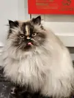 Himalayan Blep