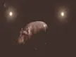 Hippos have oil glands that produce reddish brown liquid to ooze on their skin to act as a sunscreen and an antiseptic solution