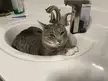 His first time in a sink! 
