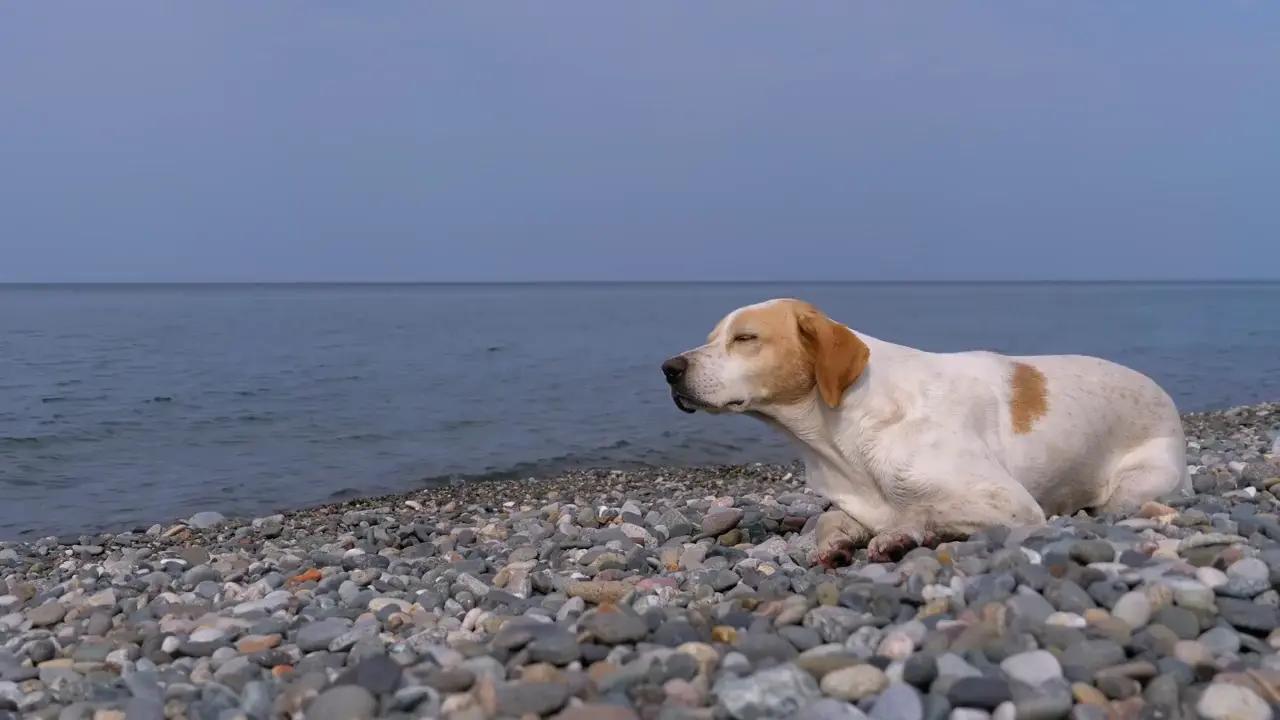 Homeless sad dog by the sea