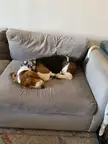 Homer at 6 months