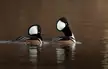 Hooded Mergansers Pt. 2!