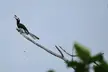 Hornbill, Borneo (Fujifilm X-T30, 100-400mm)