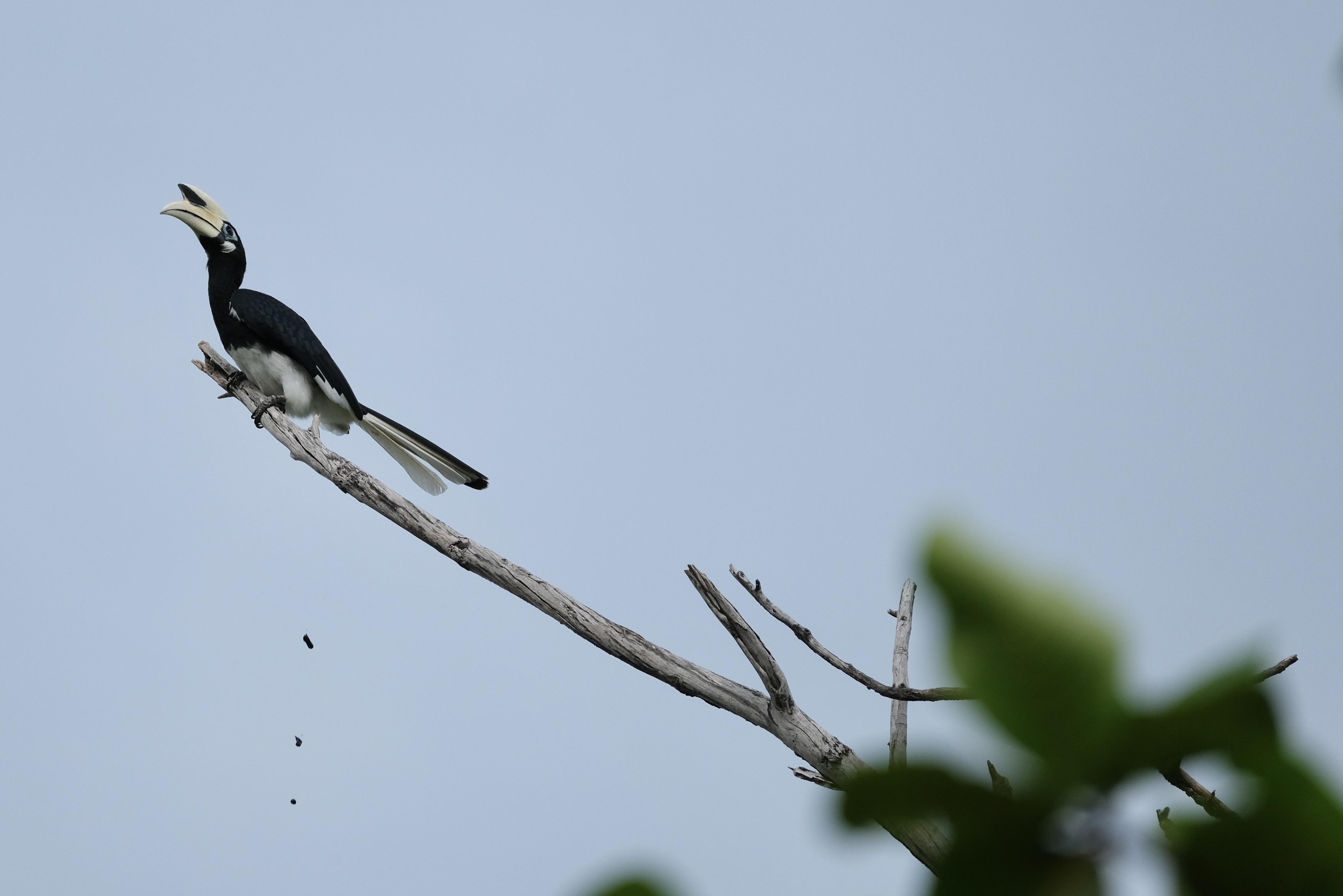 Hornbill, Borneo (Fujifilm X-T30, 100-400mm)
