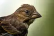 House Finch Profile