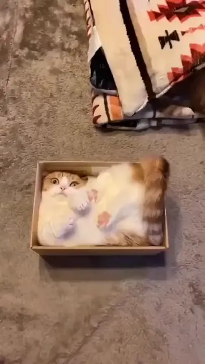 How am I supposed to get out now??