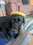 How big is my dog? Banana for scale 