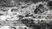 How Cephalopods might perceive color using selective focus and chromatic aberration