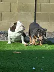How do you guys with 2 or more young English Bulldogs get them to stop playing so rough with each other?