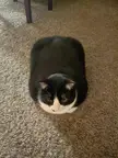 How do you rate my cute loaf 🍞?