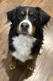 How do you say no to this face?