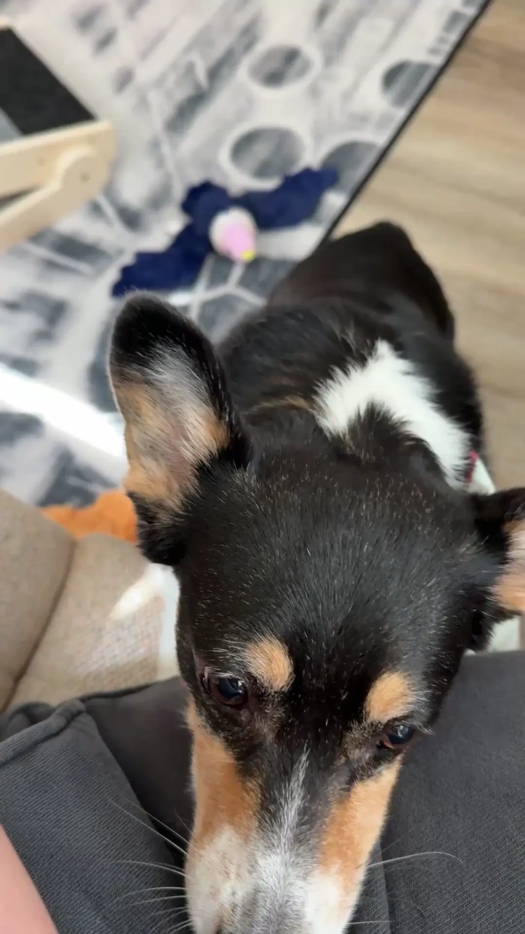 How does your corgi demand attention? 