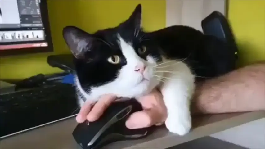 How hard is homeoffice with this kitty