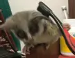 How many animals can brush themselves? I think bushbabies can! They are native to sub-Saharan Africa and they make amazing pets.