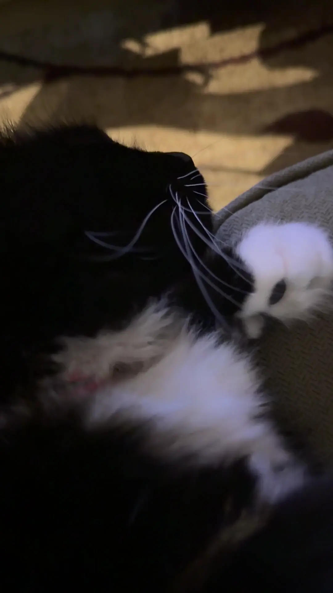 How much does she like her chest rubs on the couch? (Audio on)