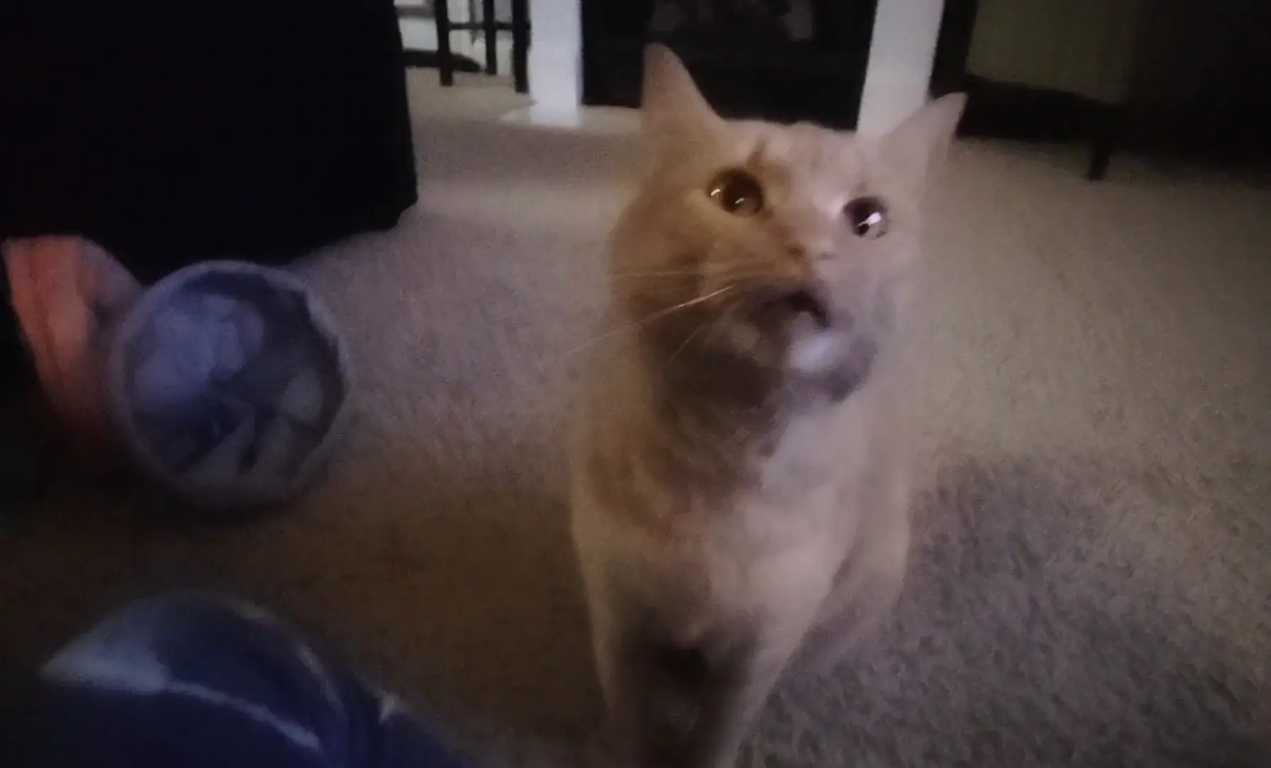 How my girl lets me know that it's playtime 