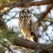 How Owls Hunt Without Making a Sound