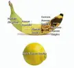 How to explain Roman history through a banana’s ripeness