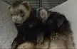 How to feed ferrets?
