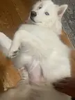 How to help my dogs coat grow back out?